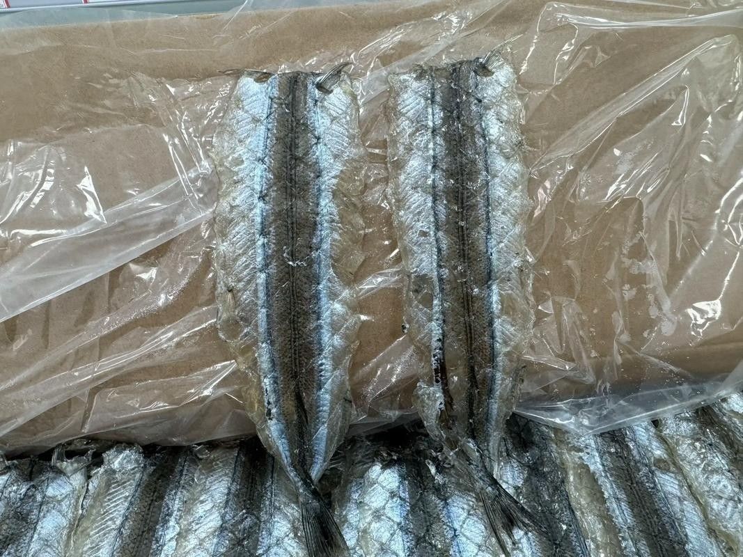 哪里可以找到更多馬古龍魚圖片（如何找到馬古龍魚圖片）