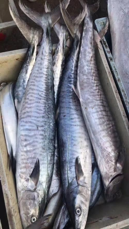 哪里可以找到更多馬古龍魚圖片（如何找到馬古龍魚圖片）