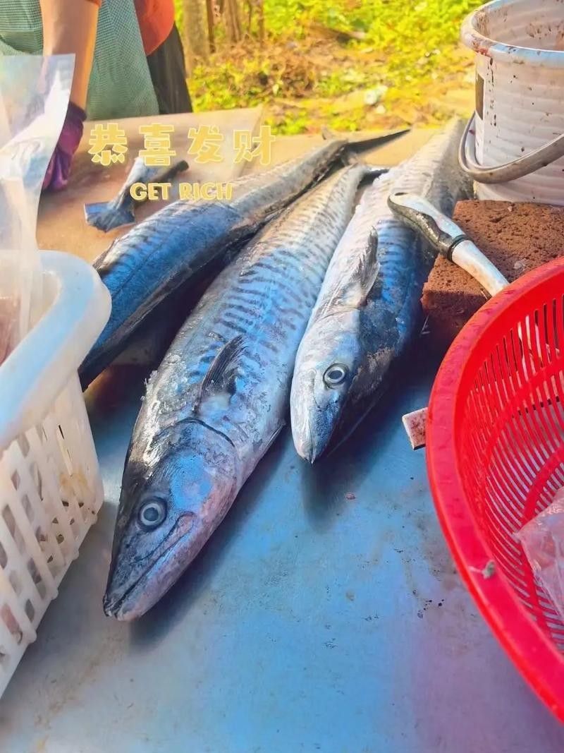 哪里可以找到更多馬古龍魚圖片（如何找到馬古龍魚圖片）