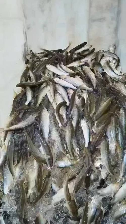 哪里可以找到更多馬古龍魚圖片（如何找到馬古龍魚圖片）