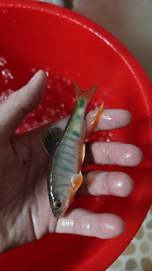 哪里可以找到更多馬古龍魚圖片（如何找到馬古龍魚圖片）