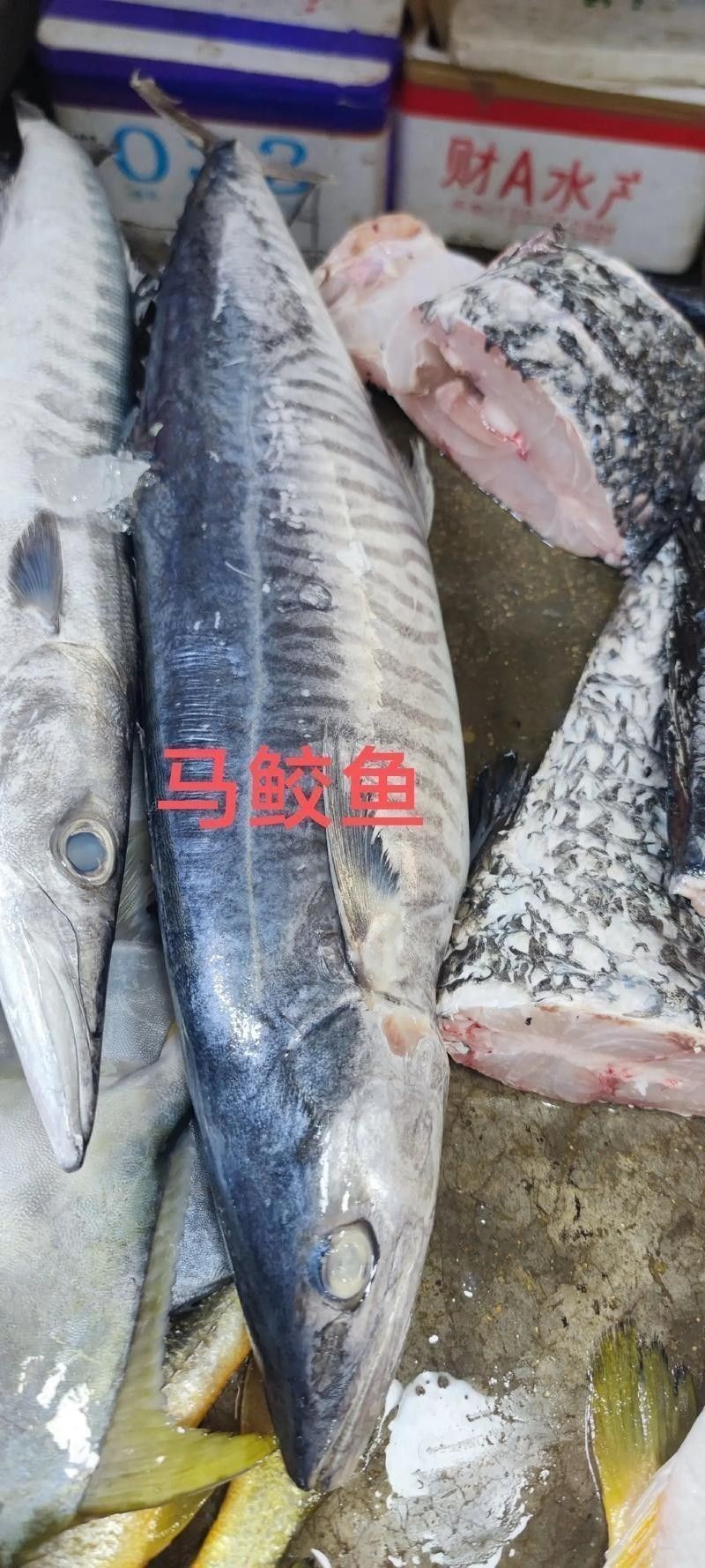 哪里可以找到更多馬古龍魚圖片（如何找到馬古龍魚圖片）