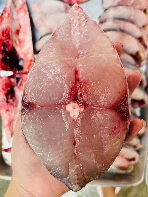 哪里可以找到更多馬古龍魚圖片（如何找到馬古龍魚圖片）