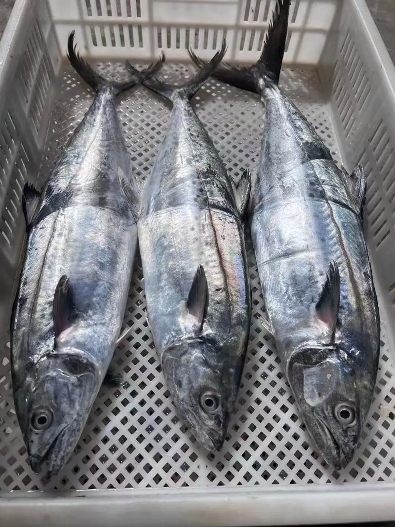 哪里可以找到更多馬古龍魚圖片（如何找到馬古龍魚圖片）