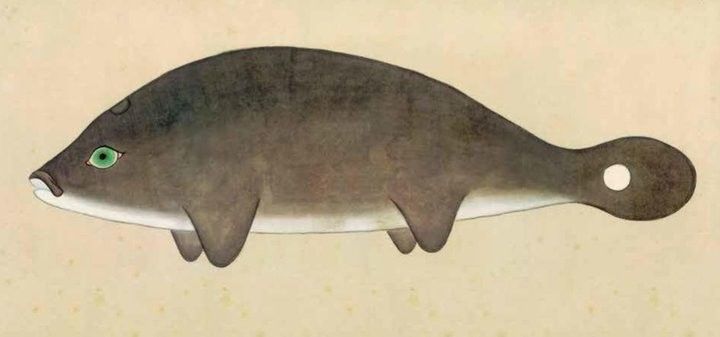 哪里可以找到更多馬古龍魚圖片（如何找到馬古龍魚圖片）