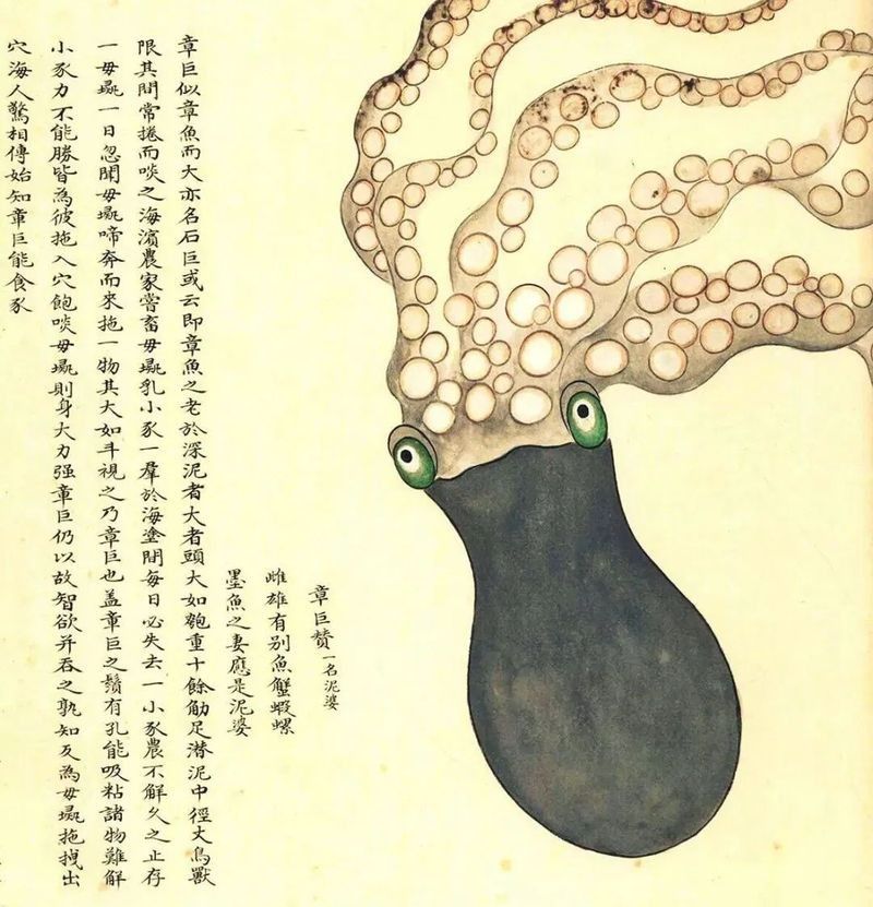 哪里可以找到更多馬古龍魚圖片（如何找到馬古龍魚圖片）