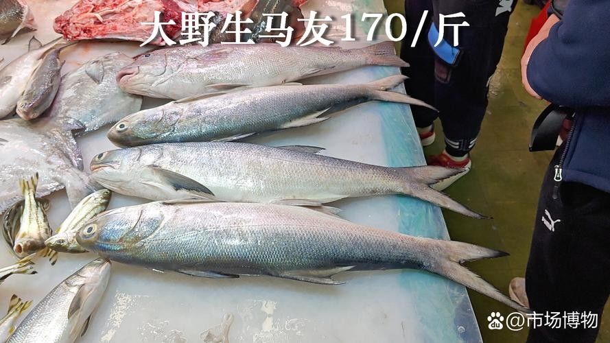 哪里可以找到更多馬古龍魚圖片（如何找到馬古龍魚圖片）