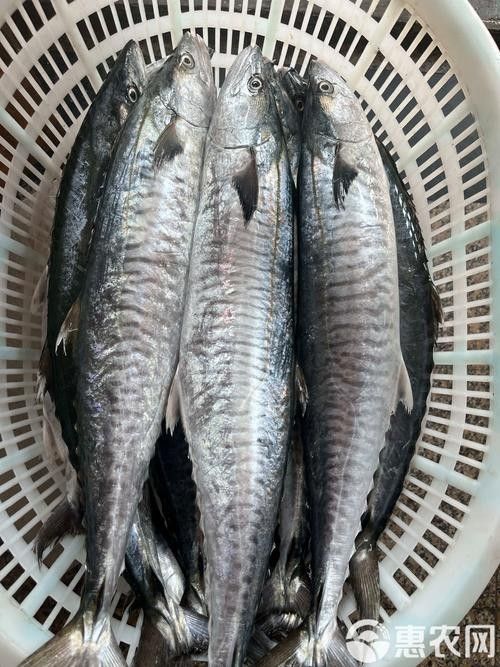 哪里可以找到更多馬古龍魚圖片（如何找到馬古龍魚圖片）