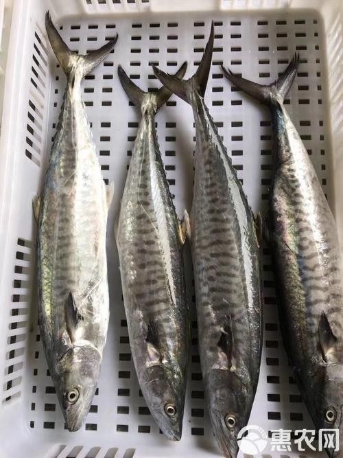 哪里可以找到更多馬古龍魚圖片（如何找到馬古龍魚圖片）