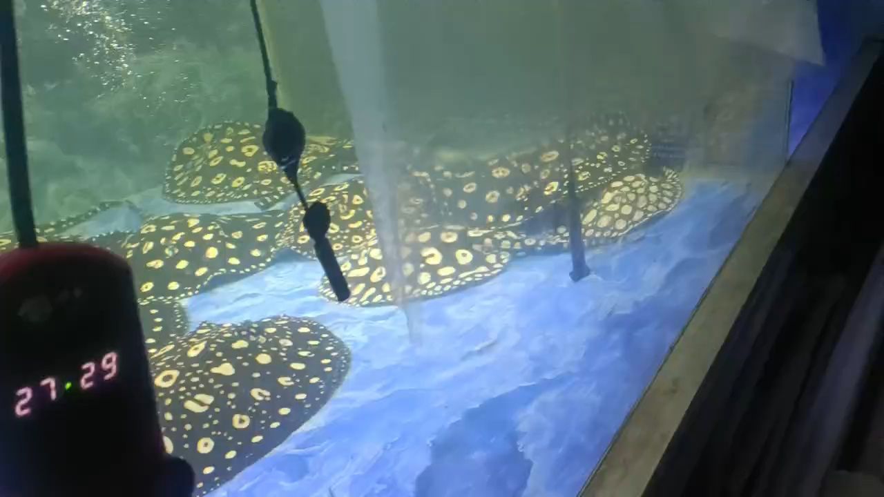 生小魚（如何在家中成功繁殖小魚）