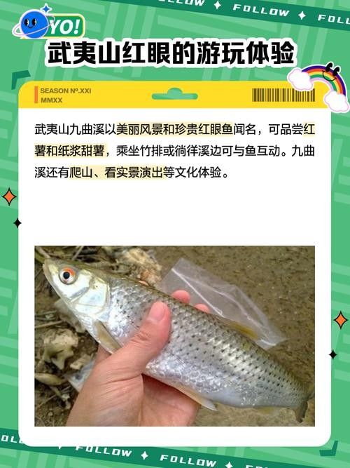 如何預防紅眼恐龍魚疾?。A防紅眼恐龍魚疾病的建議）