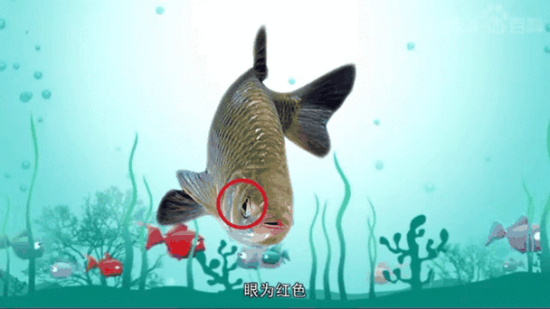 如何預防紅眼恐龍魚疾病（預防紅眼恐龍魚疾病的建議）