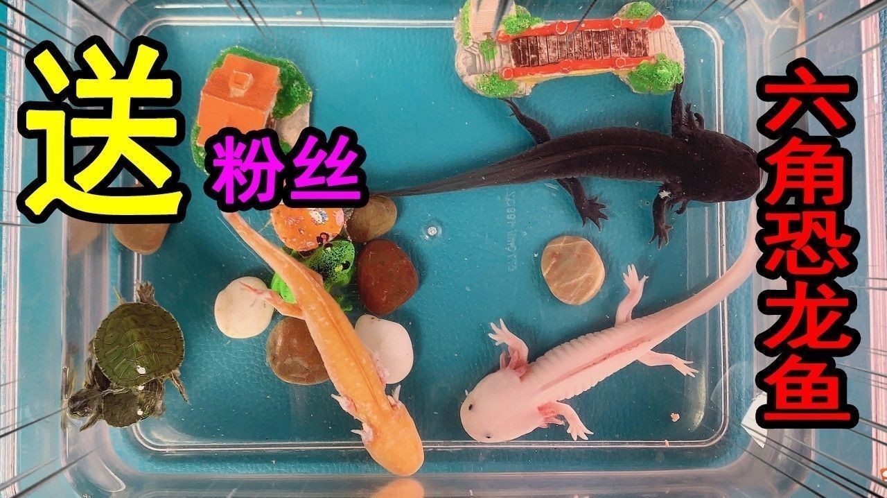 如何預防紅眼恐龍魚疾?。A防紅眼恐龍魚疾病的建議）
