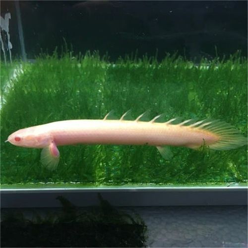 如何預防紅眼恐龍魚疾?。A防紅眼恐龍魚疾病的建議）
