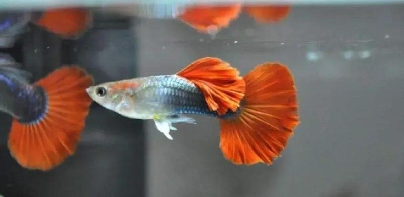 龍魚和地圖魚哪個更適合新手（地圖魚和龍魚哪個更受歡迎，新手養魚最值得推薦的品種推薦） 龍魚和地圖魚哪個更適合新手（地圖魚和龍魚哪個更受歡迎，新手養魚最值得推薦的品種推薦） 龍魚百科 第4張