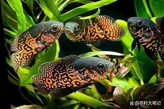 龍魚和地圖魚哪個更適合新手（地圖魚和龍魚哪個更受歡迎，新手養魚最值得推薦的品種推薦） 龍魚和地圖魚哪個更適合新手（地圖魚和龍魚哪個更受歡迎，新手養魚最值得推薦的品種推薦） 龍魚百科 第2張