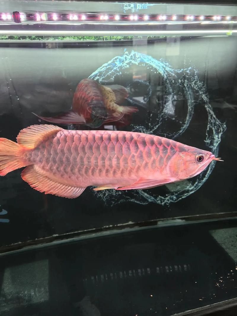 獨山子哪個水族館龍魚好？祥龍魚場龍魚（獨山子海洋科技館祥龍魚場龍魚活體熱帶魚觀賞魚賽級古典藍金底）