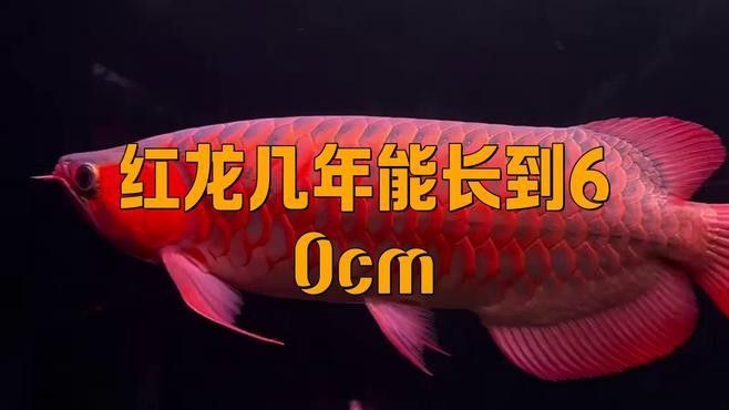紅龍魚能長多大（紅龍魚的壽命多長）