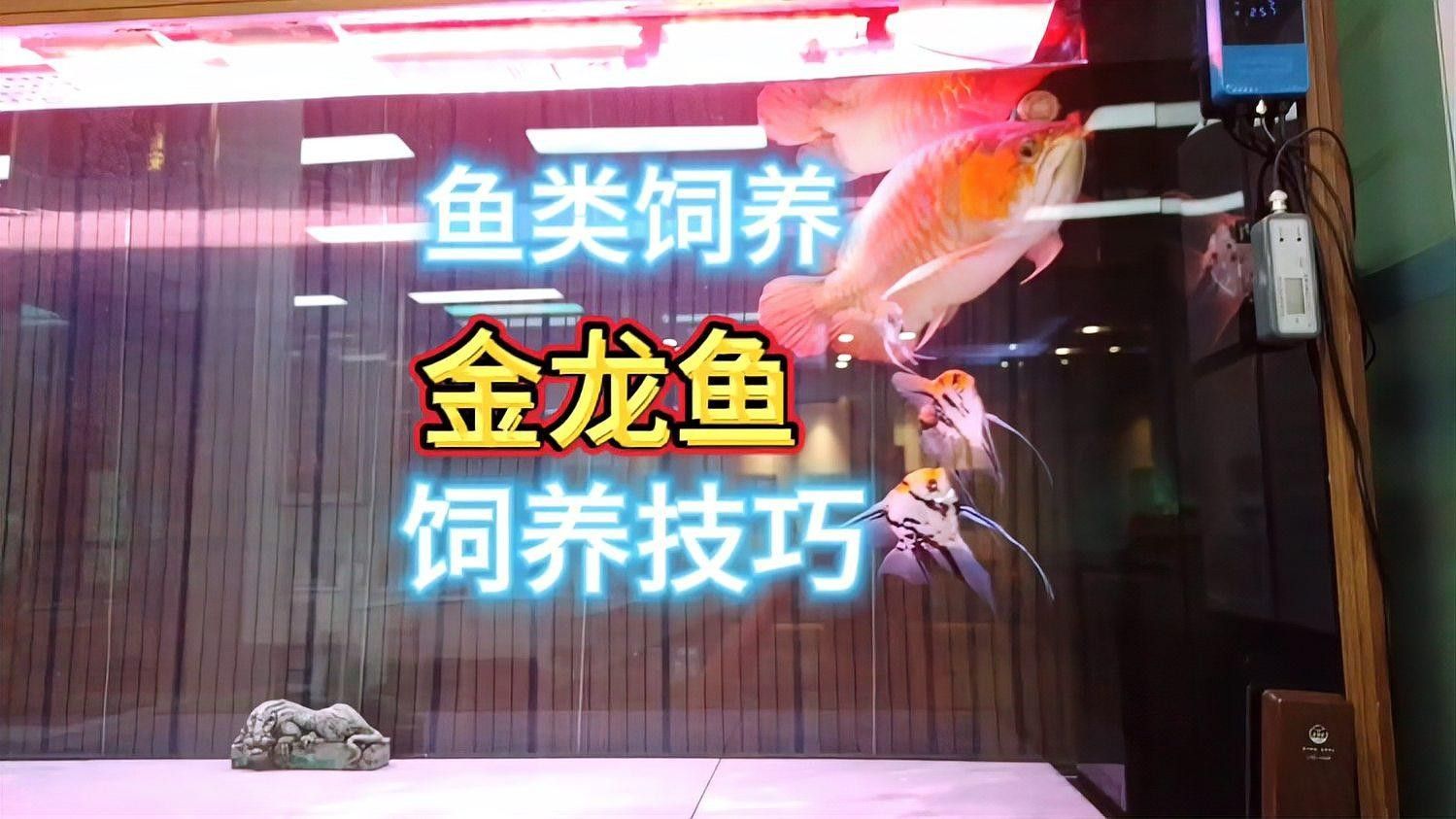 金龍魚稀有品種的養殖難度如何（廣東媳婦想買3萬的金龍魚來養，公公表示同意）