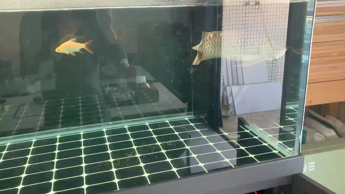 換水（tzx評論：換水對水質的影響及處理方法，換水是常見的管理措施）