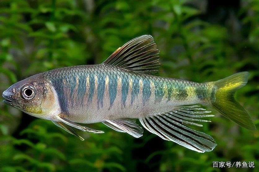 混養需要多大的魚缸（小魚缸養幾條魚合適從選魚到養護全攻略小愛寵物生活百科）