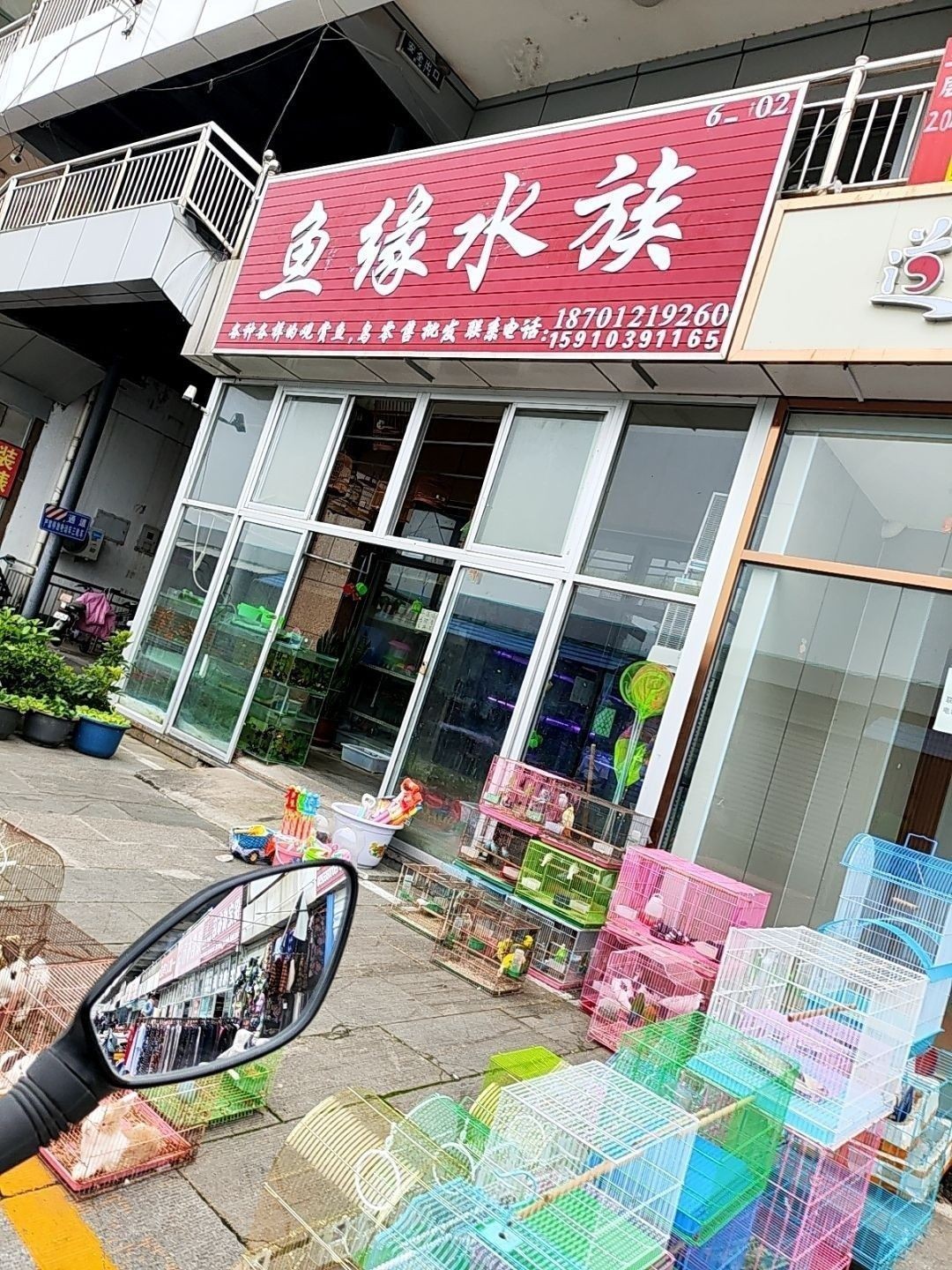 密山哪個水族館龍魚好？祥龍魚場龍魚（北京密山哪個水族館龍魚好）