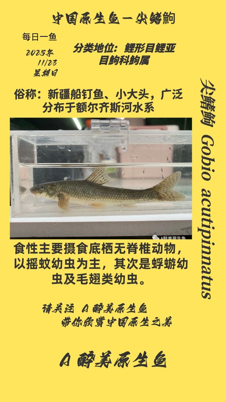 尖鰭鮈（尖鰭鮈是一種什么樣的魚？）