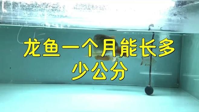 詳細閱讀:紅眼白子招財龍多久喂一次?(紅眼白子招財龍的喂養方法) 紅眼白子招財龍多久喂一次?(紅眼白子招財龍的喂養方法)
