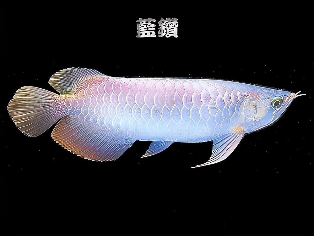 紅眼白子招財龍多久喂一次？（紅眼白子招財龍的喂養(yǎng)方法） 紅眼白子招財龍多久喂一次？（紅眼白子招財龍的喂養(yǎng)方法） 龍魚百科 第7張