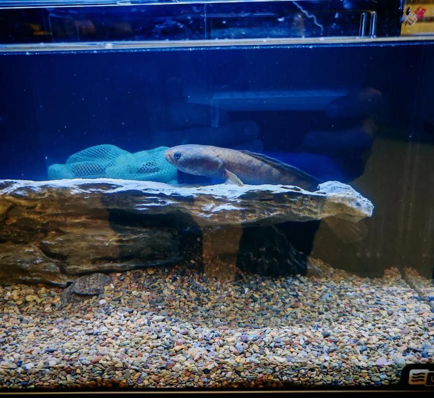 如何降低彩虹雷龍魚的攻擊性？（如何降低彩虹雷龍魚攻擊性）