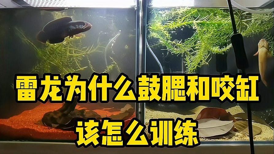 如何降低彩虹雷龍魚的攻擊性？（如何降低彩虹雷龍魚攻擊性）