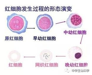 紅細(xì)胞的繁殖方式是怎樣的（紅細(xì)胞是怎么產(chǎn)生的）