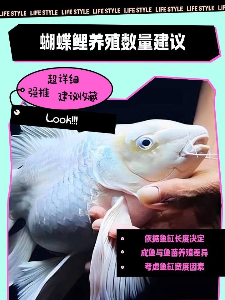 蝴蝶鯉混養需要多大的魚缸（混養蝴蝶鯉需要注意的事項）
