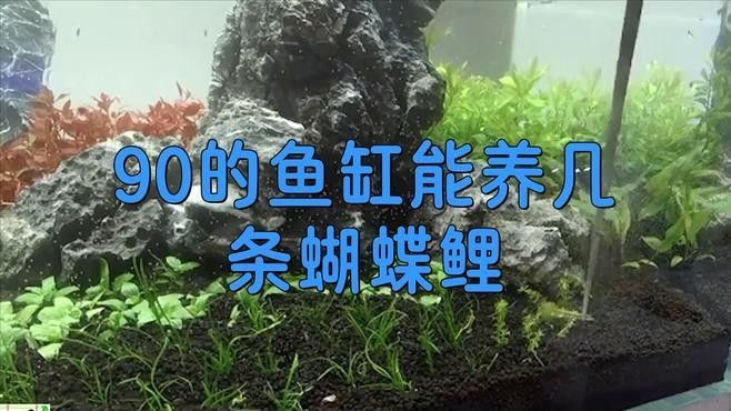 蝴蝶鯉混養需要多大的魚缸（混養蝴蝶鯉需要注意的事項）