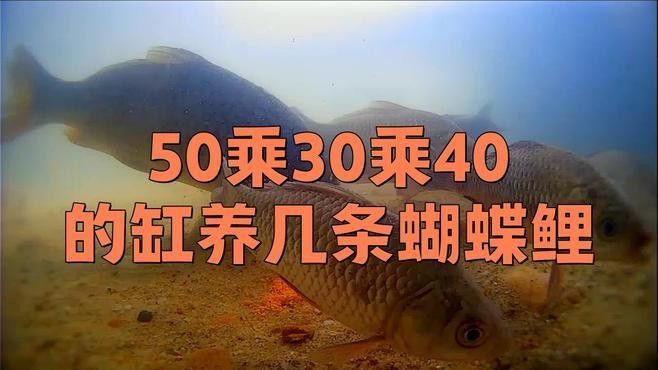 蝴蝶鯉混養需要多大的魚缸（混養蝴蝶鯉需要注意的事項）