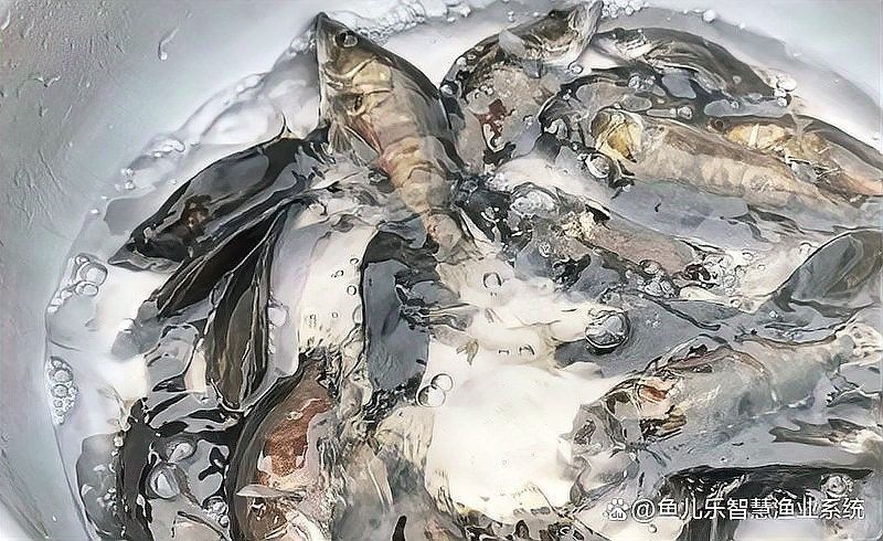 繁殖期間如何避免水溫波動(dòng)？（孔雀魚(yú)繁殖季節(jié)注意事項(xiàng)） 繁殖期間如何避免水溫波動(dòng)？（孔雀魚(yú)繁殖季節(jié)注意事項(xiàng)） 龍魚(yú)百科 第12張