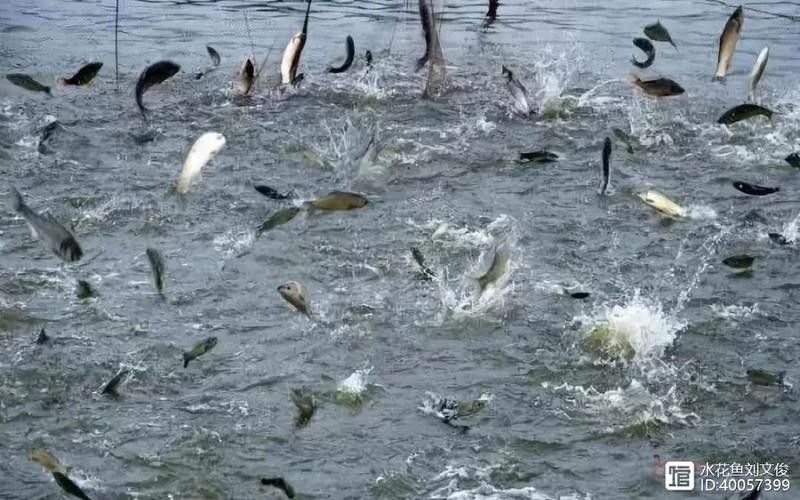 繁殖期間如何避免水溫波動(dòng)？（孔雀魚(yú)繁殖季節(jié)注意事項(xiàng)） 繁殖期間如何避免水溫波動(dòng)？（孔雀魚(yú)繁殖季節(jié)注意事項(xiàng)） 龍魚(yú)百科 第9張