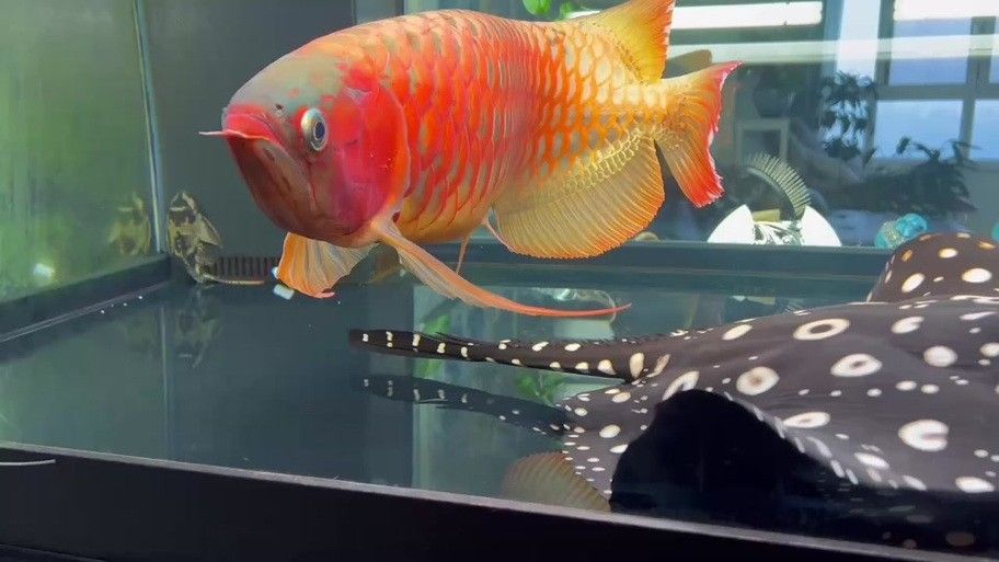 孟吉爾紅龍魚有哪些血統(tǒng)（孟吉爾紅龍魚的種類有哪些？）