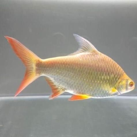 飛鳳魚的價格是多少？（飛鳳魚價格因規格、地區和地區和銷售平臺差異較大）