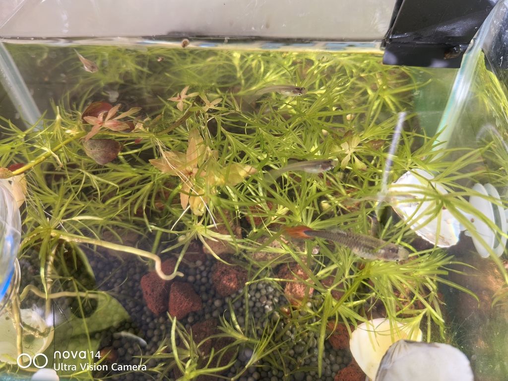 一個月（一個月的探索與成長） 一個月（一個月的探索與成長） 龍魚論壇 第1張
