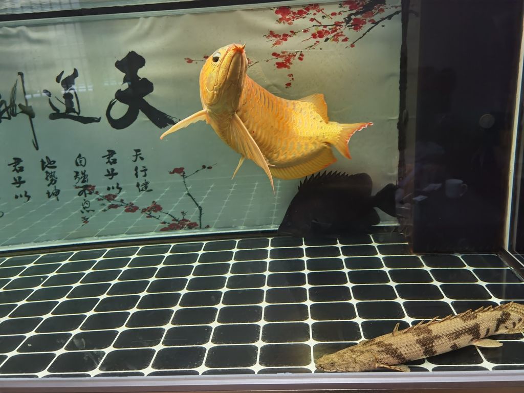 （城市空間與環境設計的創新方法） （城市空間與環境設計的創新方法） 龍魚論壇