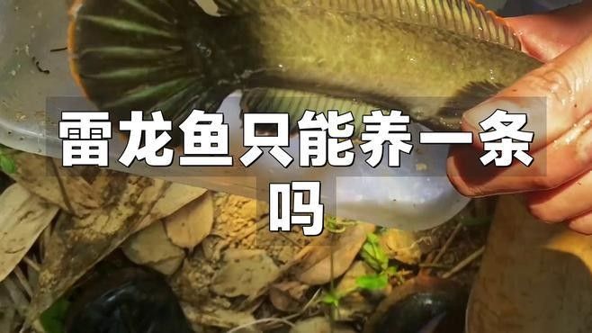野生南鱧雷龍魚可以混養(yǎng)嗎？（野生南鱧雷龍魚可以混養(yǎng)嗎）
