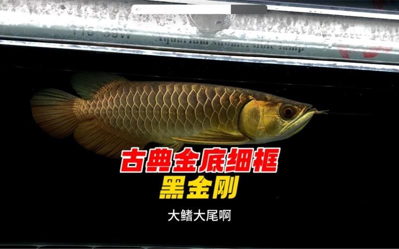 黑金剛過(guò)背金龍的市場(chǎng)供應(yīng)情況（黑金剛過(guò)背金龍市場(chǎng)供應(yīng)數(shù)據(jù)綜合整理，黑金剛過(guò)背金龍市場(chǎng)價(jià)格多少）