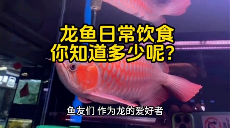 紅龍魚一天喂幾次？（紅龍魚一天喂食幾次）
