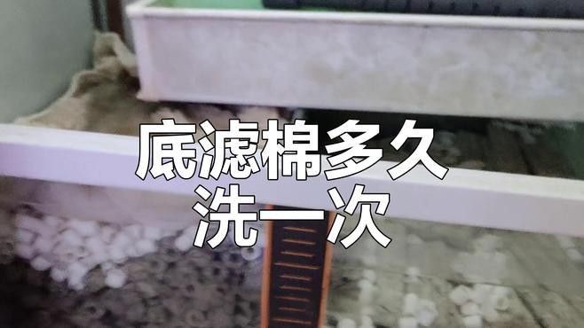 底濾缸多久清洗一次（底濾缸清洗頻率大揭秘）