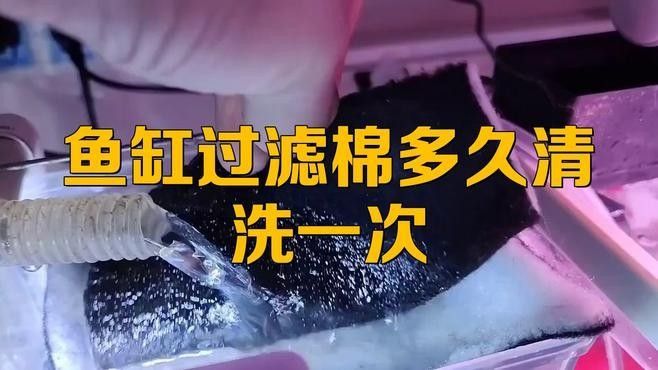 底濾缸多久清洗一次（底濾缸清洗頻率大揭秘）