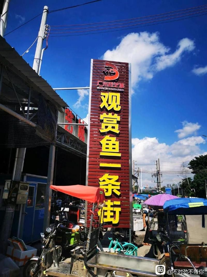 百藝城的龍魚價格如何？（廣州百藝城龍魚批發市場探秘紅金龍與藍底過背價格大揭秘）