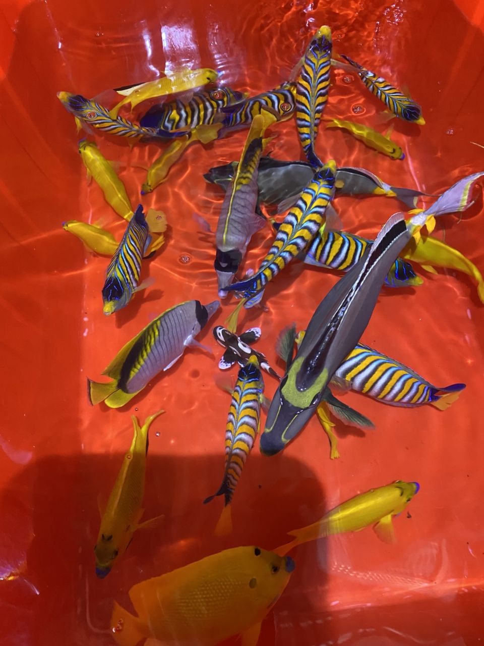 各種手捕觀賞魚（各種手捕觀賞魚的特征、飼養要求及飼養要求及飼養要求）