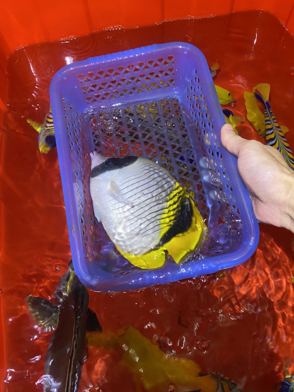 各種手捕觀賞魚（各種手捕觀賞魚的特征、飼養要求及飼養要求及飼養要求）