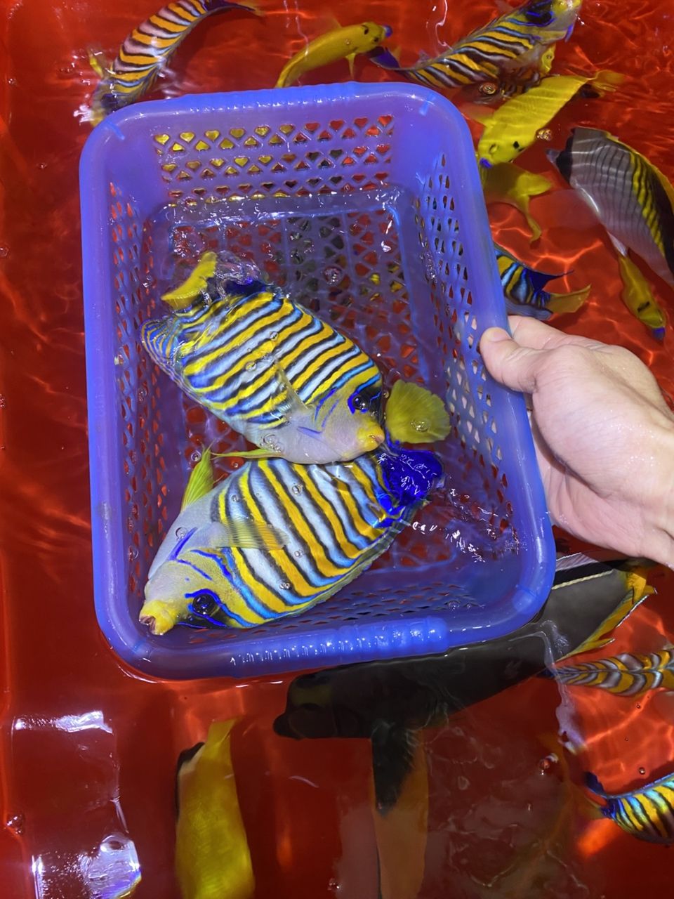 各種手捕觀賞魚（各種手捕觀賞魚的特征、飼養要求及飼養要求及飼養要求）